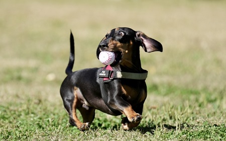 災害で愛犬を失くさないために…GPS活用の必須性