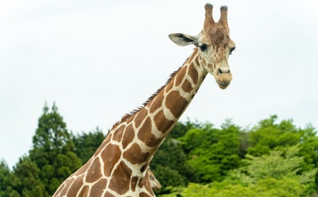 GPSが守る野生動物の未来