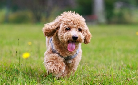 もしもの時に後悔しない。GPSで始める安心生活