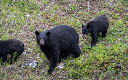 野生動物を守る“見えない追跡技術”の最前線