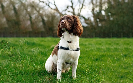 迷子になった愛犬を即座に見つける方法