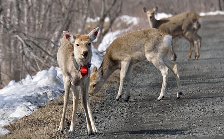 野生動物の移動は謎だ！解明されていない追跡技術