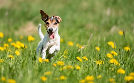 愛犬・愛猫の失踪、GPS防止術！